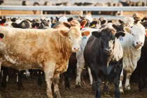 Ký sinh trùng 'giòi ăn thịt' tái xuất ở Mỹ, Texas ban bố thảm họa