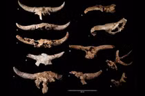 Người Neanderthal thu thập hộp sọ động vật để làm gì?