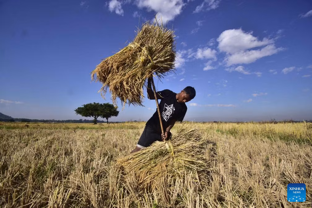 Dưới trời nắng, người nông dân không ngại vất vả gặt lúa trên cánh đồng. Ảnh: Xinhua News.