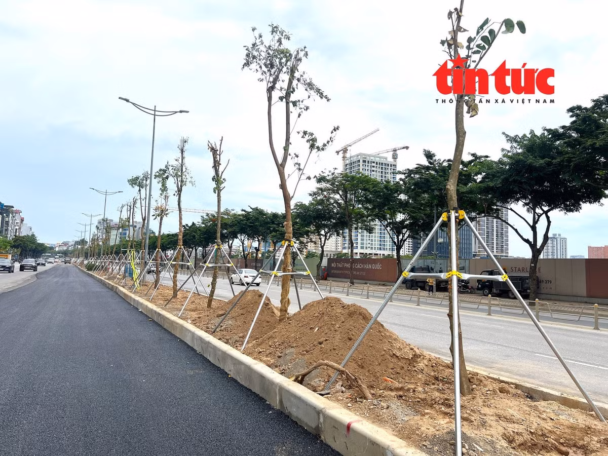 Ban quản lý dự án đầu tư xây dựng công trình hạ tầng kỹ thuật và nông nghiệp Hà Nội cho biết, sẽ thay thế hàng cây Chiêu Liêu bằng các cây tiểu mộc, cây bụi, cây mảng... để bảo đảm sinh trưởng và khả năng chống chịu trong mùa mưa bão...