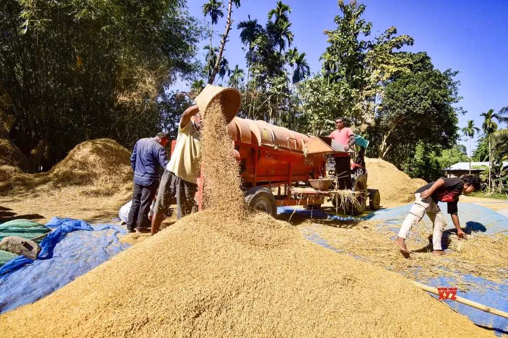 Máy tuốt lúa được sử dụng ở làng Bamuni, Nagaon, ngày 20/11/2025. Ảnh: IANS.