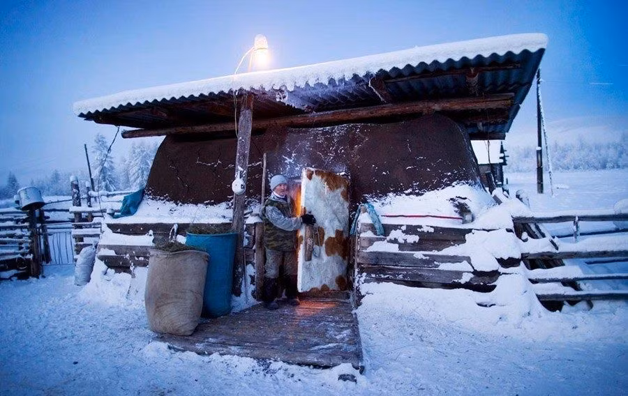 Người nông dân Nicholai Petrovich đã xây một chuồng bò để bảo vệ đàn bò của ông khỏi bị chết cóng. Ảnh: Smithsonian.