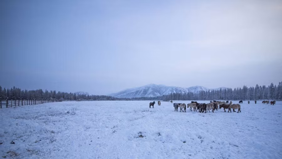Một đàn ngựa ở Oymyakon trong thời tiết lạnh giá. Ảnh: Flickr.