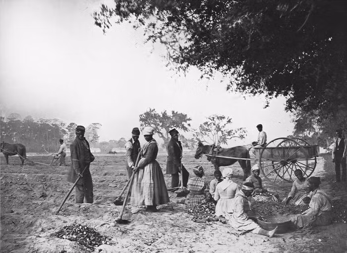 Những người nô lệ trồng khoai lang tại đồn điền năm 1862.