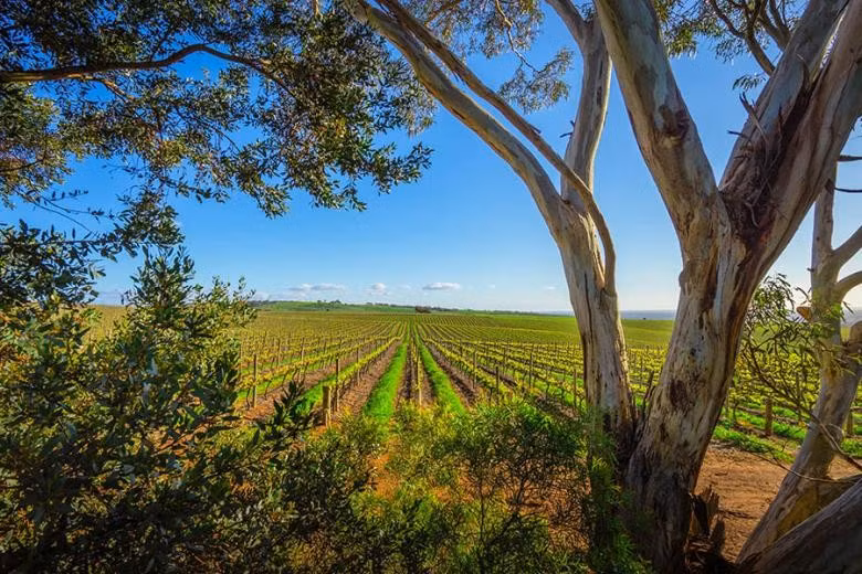 Australia có hơn 60 vùng sản xuất rượu vang riêng biệt trải dài khắp đất nước, mỗi vùng có đặc điểm khí hậu, thổ nhưỡng và loại nho khác nhau, tạo nên sự đa dạng về hương vị và phong cách rượu vang. Phần lớn các vùng rượu vang nằm ở New South Wales và Victoria. Ảnh: TN.