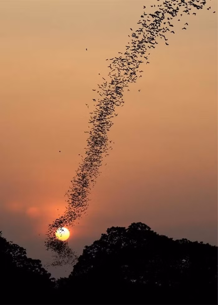Đàn dơi khổng lồ lúc hoàng hôn.
