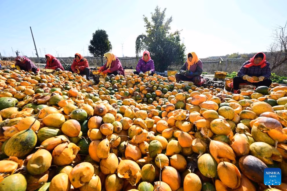 Các nhân viên phân loại dưa ở Kim Hồ, Hoài An, tỉnh Giang Tô, miền đông Trung Quốc, ngày 19/11.