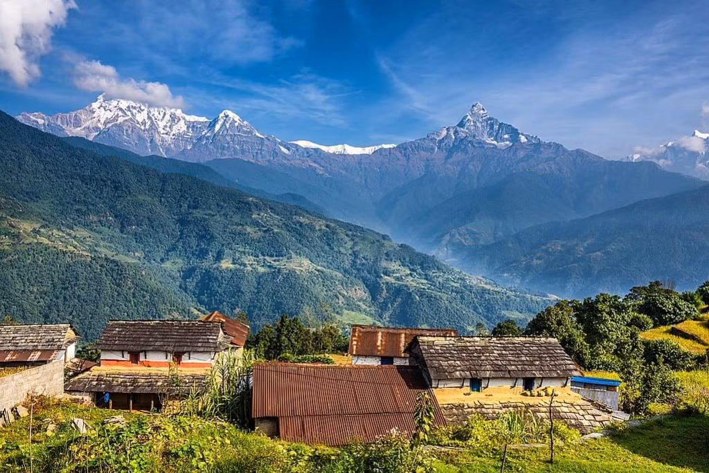 Bò được coi là loài vật linh thiêng ở Nepal. Ảnh: Vocalmedia.