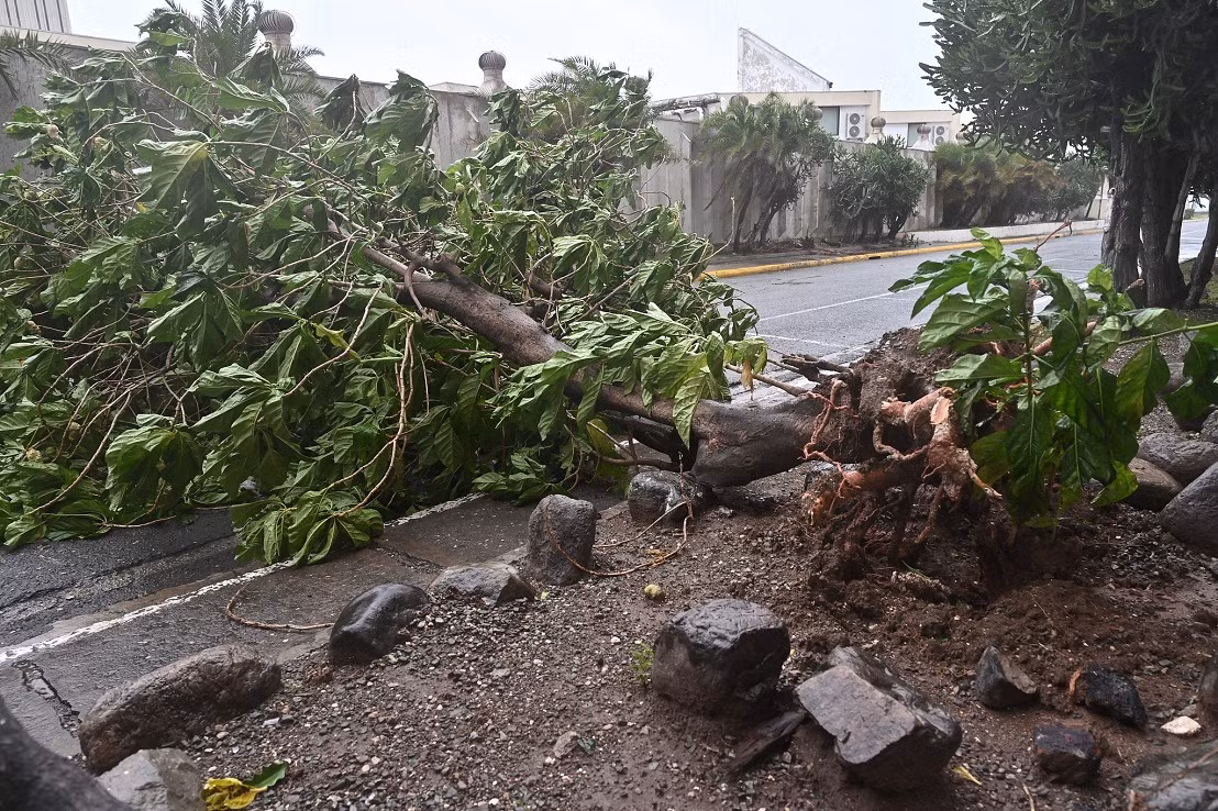 Bão Melissa khiến cây đổ trên đường ở Kingston, Jamaica. Ảnh: VCG.