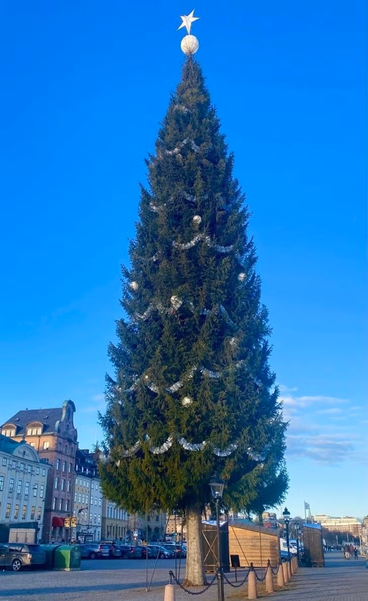 Cây thông Stockholm này là một trong những cây thông Noel cao nhất thế giới.