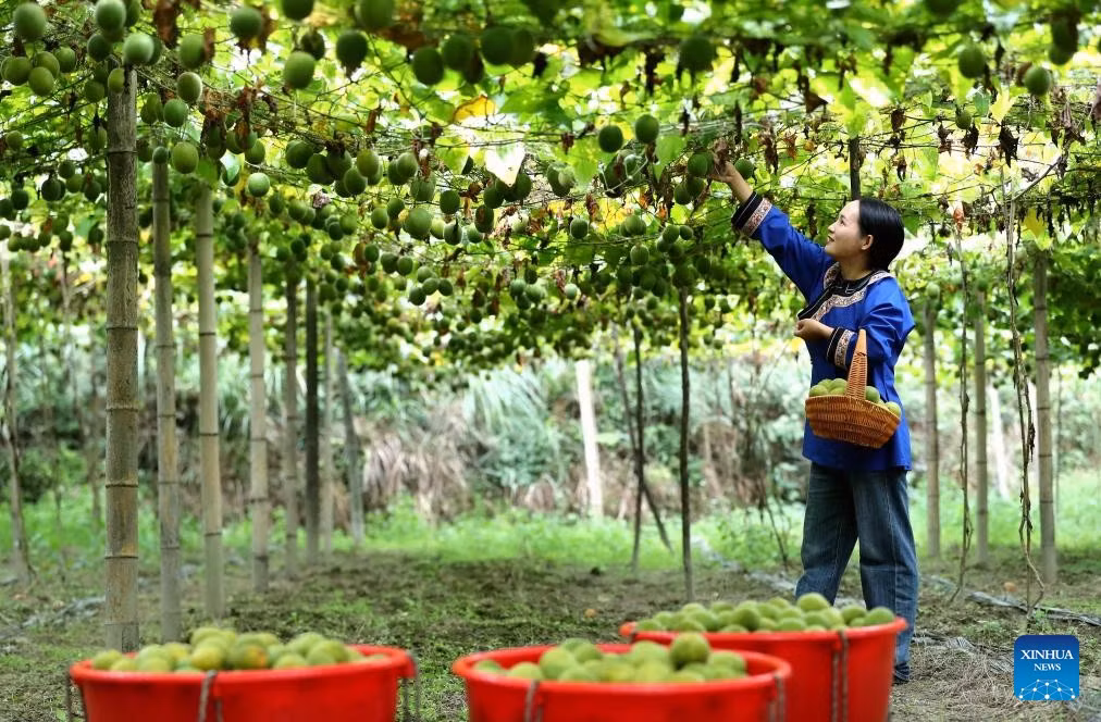 Một người dân làng hái trái cây tại thị trấn Trung Thành, Châu tự trị dân tộc Miêu và Đồng Kiềm Đông Nam, tỉnh Quý Châu, tây nam Trung Quốc, ngày 14/10.