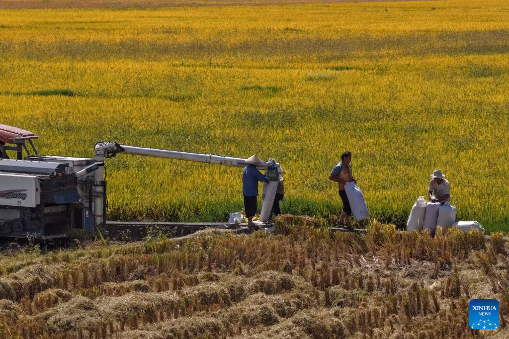 Những người nông dân thu hoạch lúa trên một cánh đồng ở thị trấn Heshun, thành phố Tengchong, tỉnh Vân Nam, tây nam Trung Quốc, ngày 15/10.