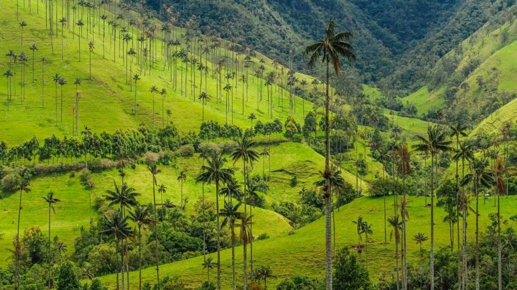 Cây cọ sáp, được tìm thấy ở Thung lũng Cocoro của Colombia, là loài cây cọ cao nhất hành tinh. Chúng có thể cao tới 60 mét. Loài cây này là biểu tượng quốc gia của Colombia.