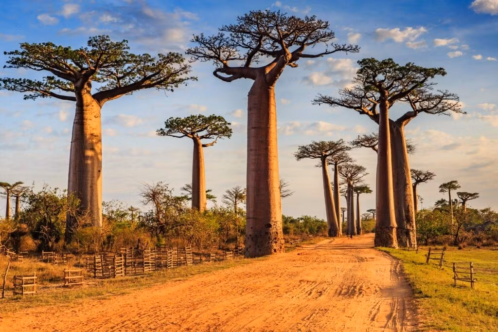 Rừng Madagascar còn được mệnh danh là "lục địa thứ 8". Khoảng 90% loài thực động vật ở đây là loài đặc hữu.