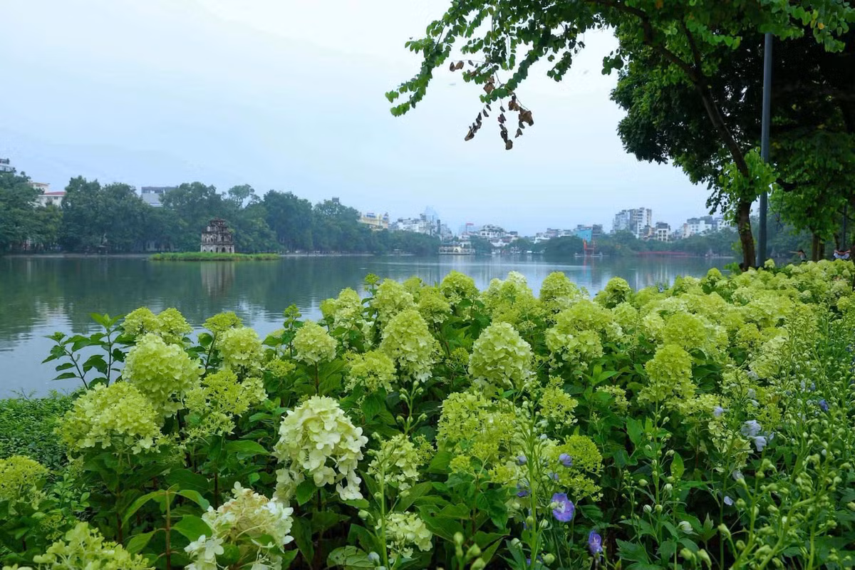 Gallery - [GALLERY] Cẩm tú cầu giữa lòng Hà Nội hút khách check-in dịp Quốc khánh 2/9 - image 3