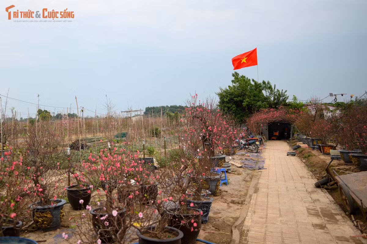 Không khí tại các vườn đào mang nét rất đời thường. Người trồng đào hồ hởi trò chuyện với khách, chia sẻ câu chuyện về thời tiết, về cách “điều chỉnh” cho hoa nở đúng dịp. Có năm rét đậm, đào nở muộn, có năm nắng ấm, hoa bung sớm hơn dự tính. Mỗi gốc đào vì thế cũng mang theo sự hồi hộp, trông chờ của người trồng và cả người chơi hoa.