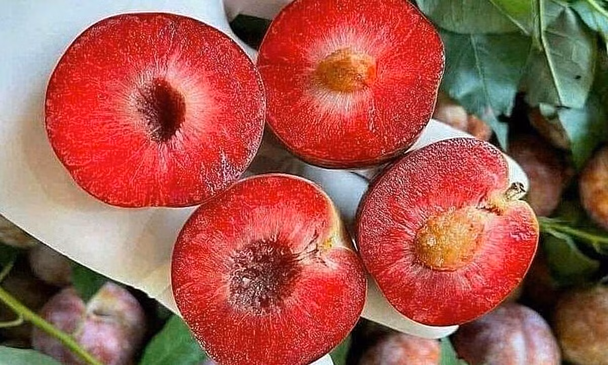 download-5.png