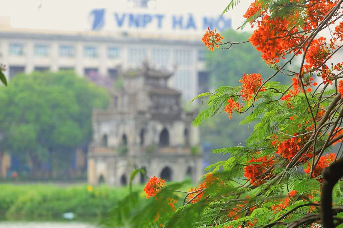 Chùm hoa khoe sắc rực rỡ dưới nắng hè bên hồ Hoàn Kiếm, tạo điểm nhấn ấn tượng, khó quên.