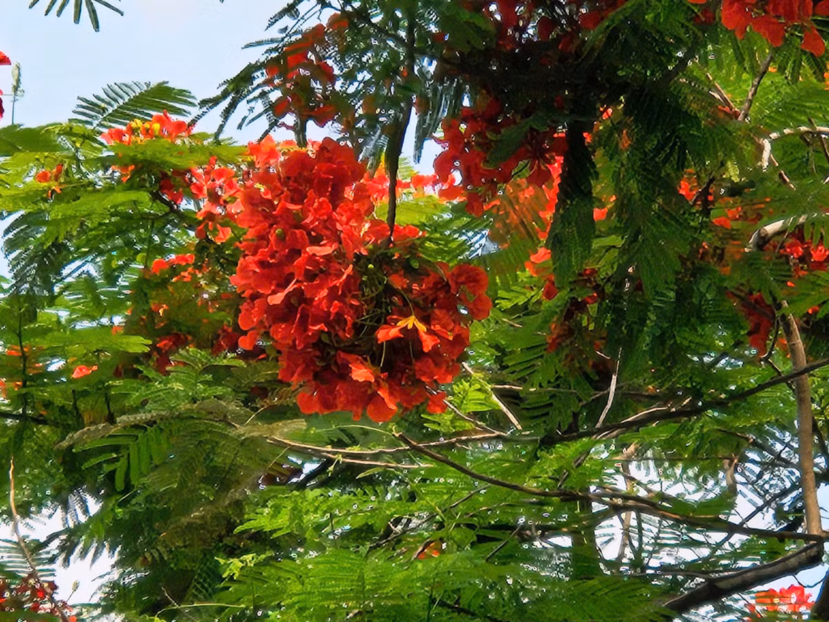 Hoa phượng vĩ nở thành từng chùm và khá dày.