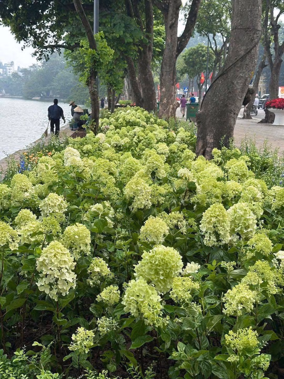 Gallery - [GALLERY] Cẩm tú cầu giữa lòng Hà Nội hút khách check-in dịp Quốc khánh 2/9 - image 7
