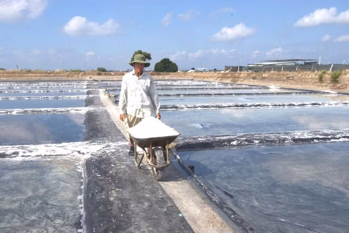 Muối An Ngãi được nhiều cơ sở sản xuất nước mắm tin dùng để ủ chượp.
