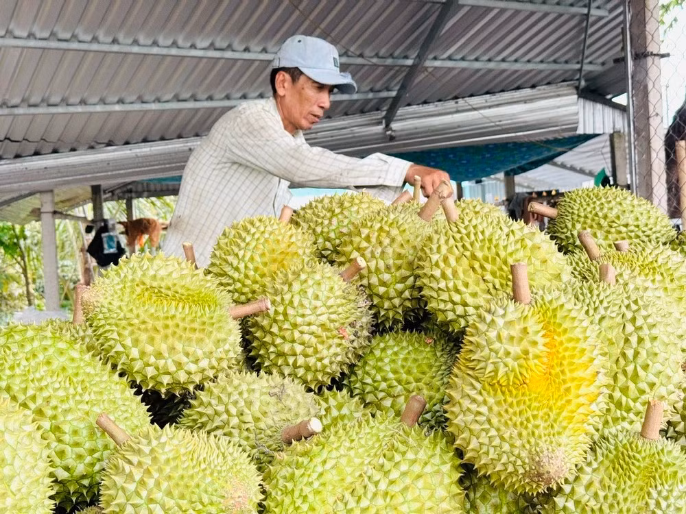 Chỉ trong 4 tháng đầu năm 2026, xuất khẩu sầu riêng đã ghi nhận nhiều tín hiệu khởi sắc cả về sản lượng lẫn giá trị.