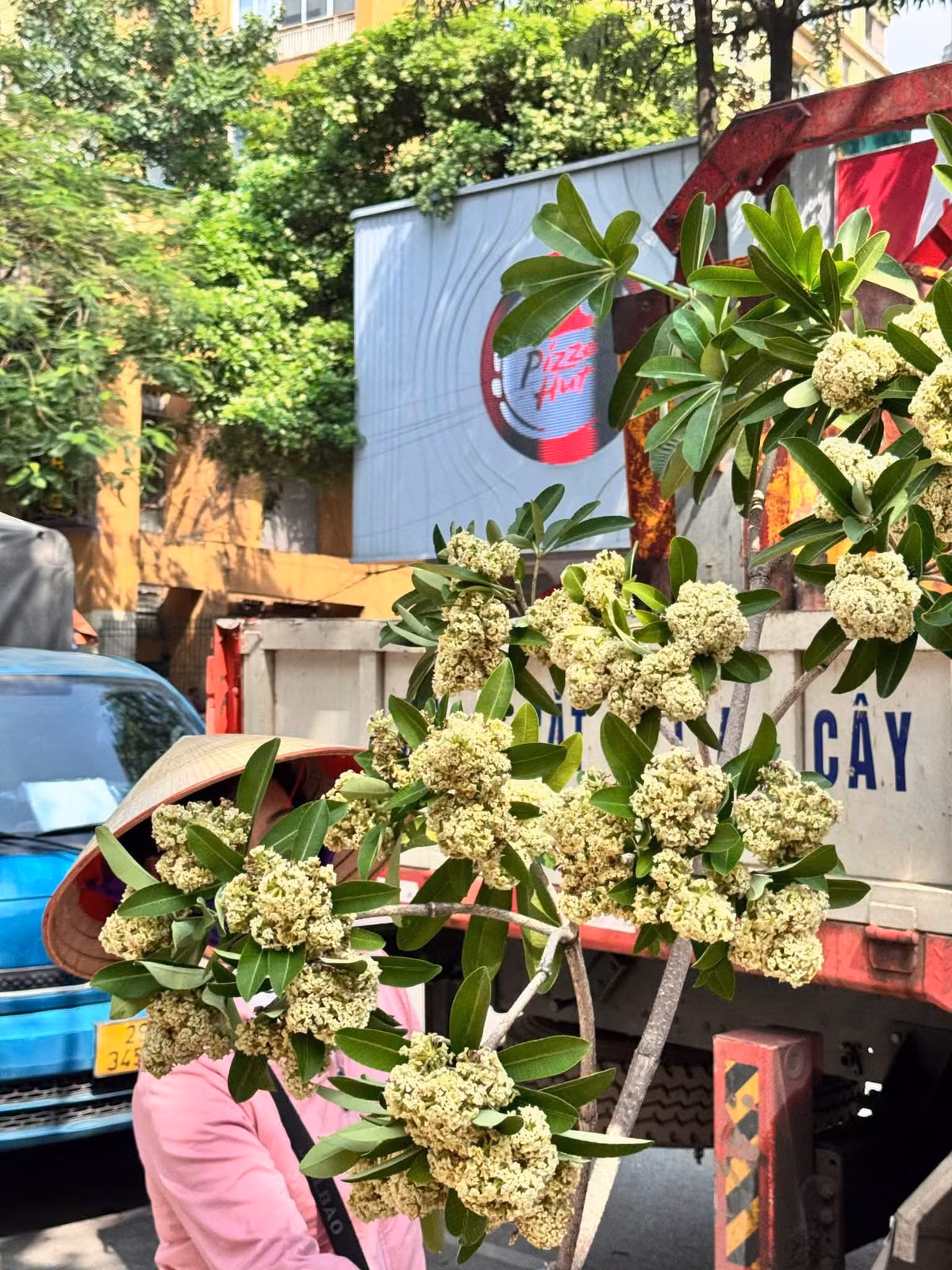 Bên cạnh việc cắt tỉa chùm hoa, một số ý kiến đề xuất nghiên cứu điều chỉnh mật độ cây tại những vị trí không phù hợp, đồng thời xem xét các phương án thay thế bảo đảm cảnh quan và môi trường sống.