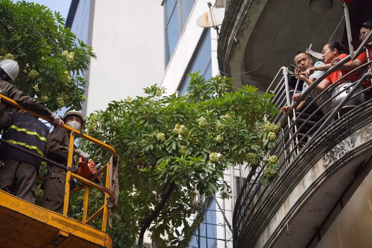 Ngày 16/10, Hà Nội triển khai cắt tỉa chùm hoa sữa tại nhiều tuyến đường, phố bằng xe nâng chuyên dụng. Hoạt động tập trung tại những khu vực có mật độ cây dày, nơi mùi hương hoa sữa vào mùa nở được người dân phản ánh gây khó chịu. Đây là giải pháp trước mắt nhằm hạn chế lượng hoa trên cây, giảm mùi hương nồng trong không gian đô thị, đồng thời duy trì hệ thống cây xanh trên các tuyến phố.