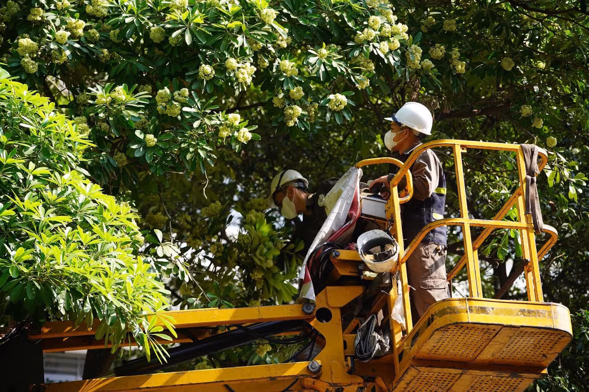 Các khu vực khác nằm trong kế hoạch gồm khu đô thị Trung Hòa – Nhân Chính với 99 cây, phố Tân Mai với 98 cây và đường Nguyễn Duy Trinh với 80 cây. Những tuyến phố Đào Tấn, Kim Mã, Nguyên Hồng, Trần Phú và Quang Trung thuộc khu vực Hà Đông, cùng phố Hoàng Như Tiếp cũng nằm trong danh sách. Việc lựa chọn các địa điểm triển khai hướng đến những nơi có mật độ hoa sữa cao, cần hạn chế ảnh hưởng của mùi hương đến khu dân cư và hoạt động thường ngày.