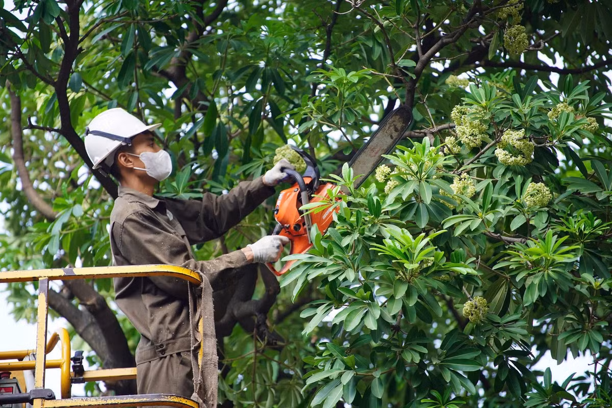 Theo kế hoạch, đợt cắt tỉa dự kiến thực hiện từ ngày 16 đến 20/10, với 992 cây hoa sữa thuộc diện xử lý tại 13 tuyến đường, phố và khu vực đô thị. Trong danh sách, đường Hồ Tùng Mậu có 179 cây, phố Lê Thanh Nghị có 170 cây, khu vực Trung Hòa có 139 cây và đường Lê Quang Đạo có 125 cây. Đây là những địa điểm có số lượng cây thuộc diện cắt tỉa tương đối lớn trong đợt triển khai lần này.