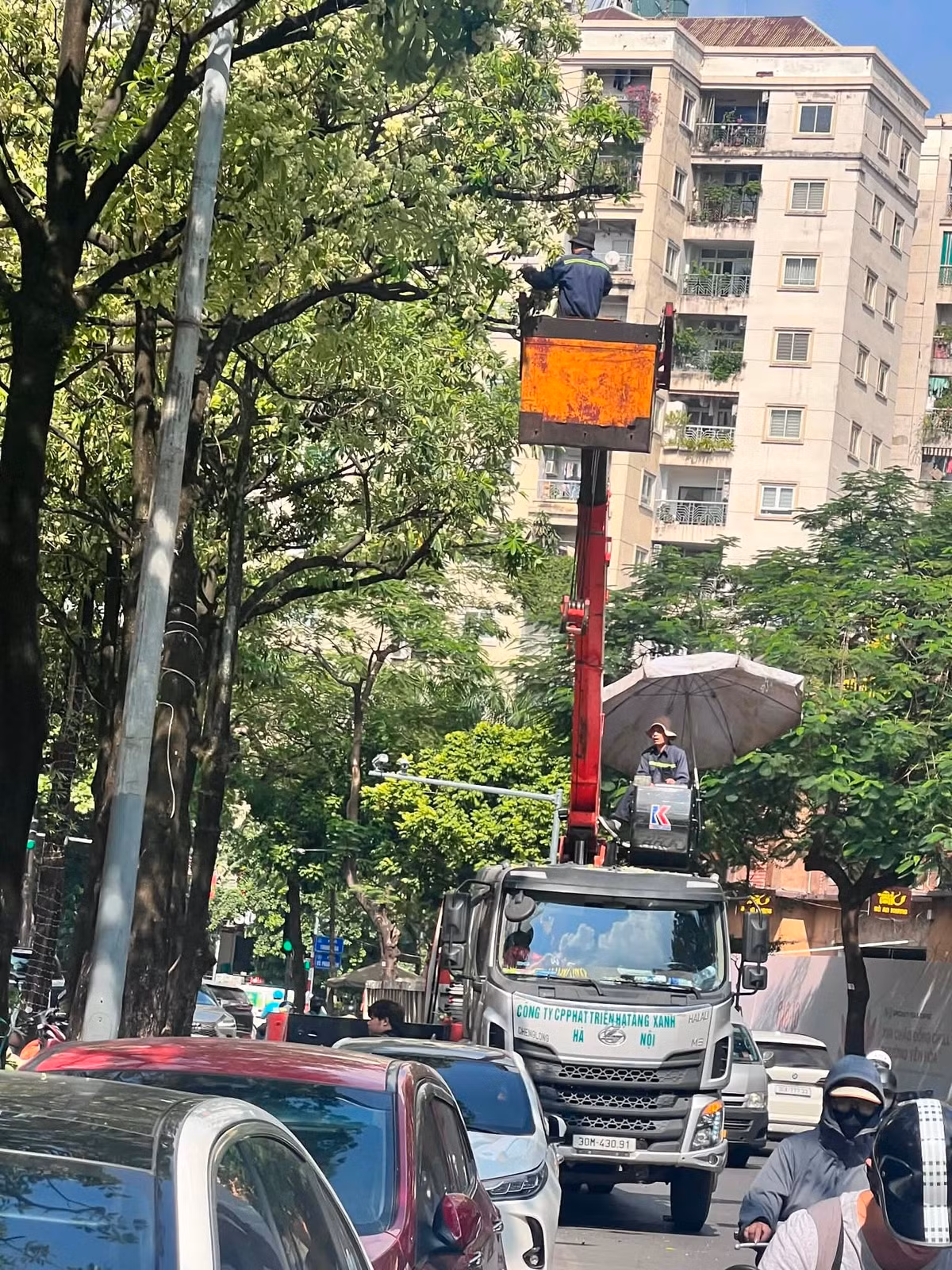 Theo phản ánh của một số người dân tại khu vực phường Từ Liêm cho biết mật độ hoa sữa dày khiến mùi hương trở nên nồng vào mùa hoa nở. Dù đánh giá cao vai trò tạo bóng mát của cây xanh, họ mong muốn cơ quan chức năng có giải pháp phù hợp để giảm ảnh hưởng đến sinh hoạt.