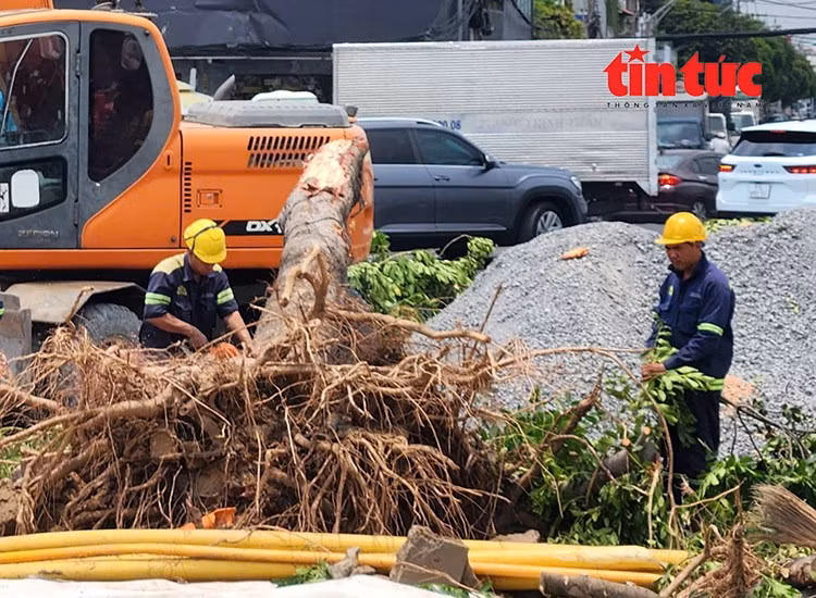 Công nhân triển khai đốn hạ, bứng gốc nhiều cây xanh nằm trong phạm vi giải phóng mặt bằng.
