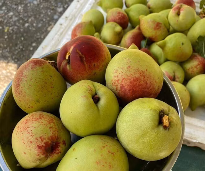 Gallery - Quả vùng núi bán 75.000 đồng/kg, thành đặc sản được khách thành phố tìm mua - image 7