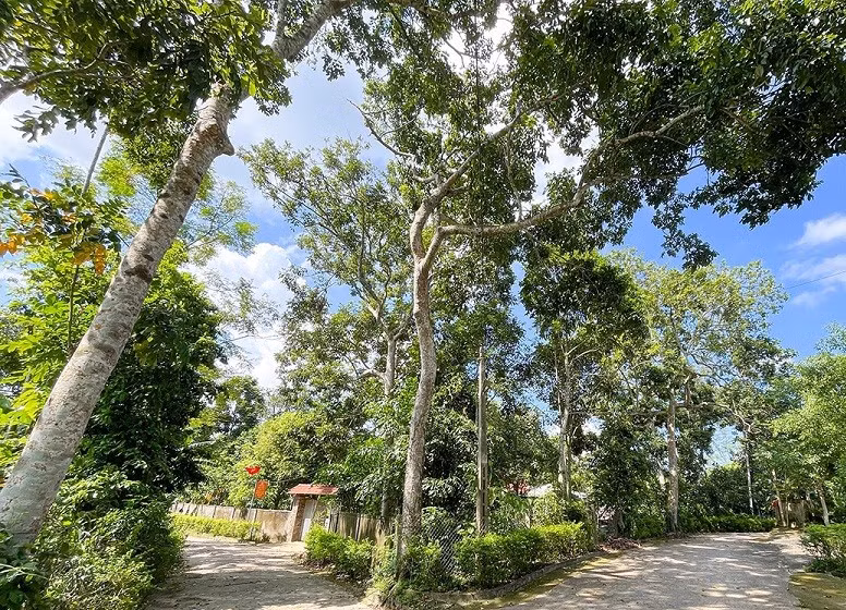 Những ngày đầu tháng 9, người dân miền núi Hà Tĩnh đang tranh thủ thời tiết nắng ráo, tất bật thu hoạch sớm quả trám đen.
