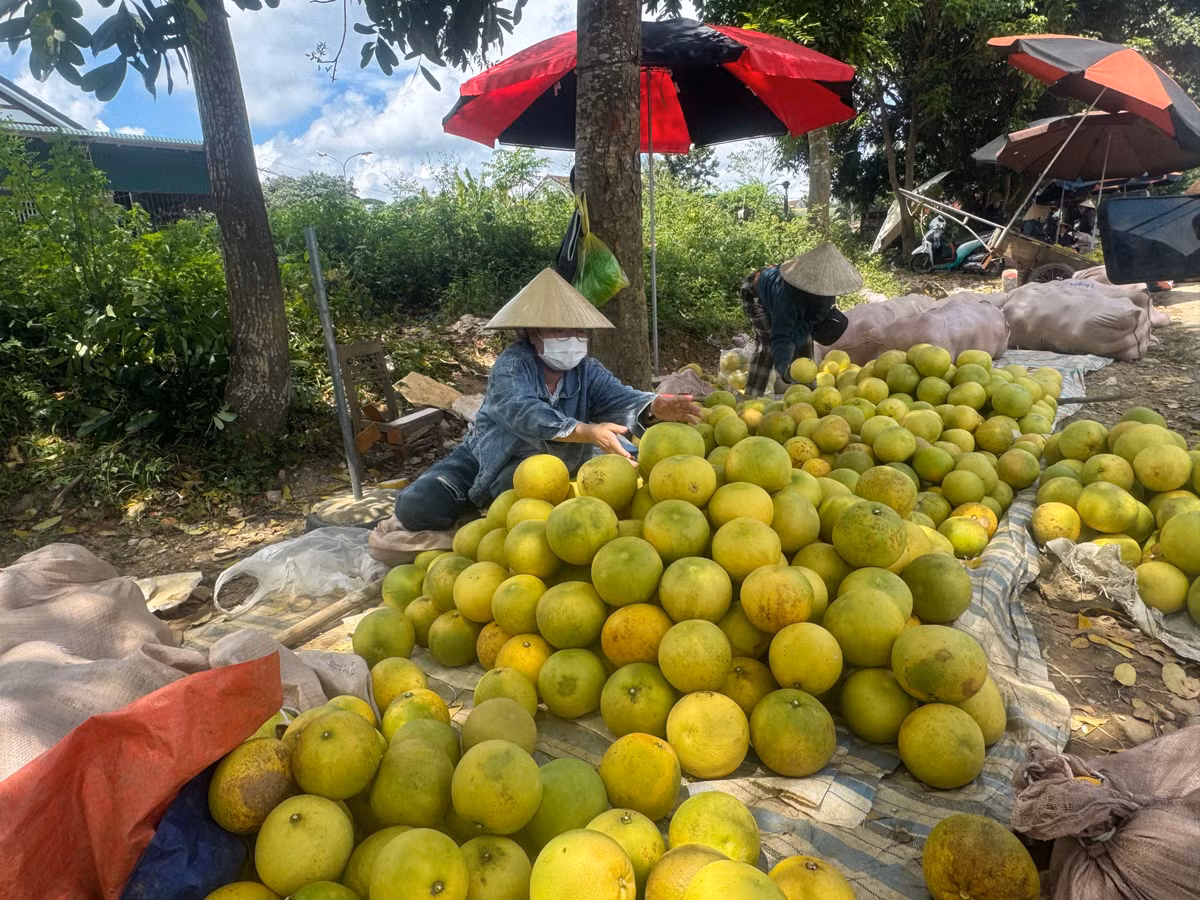 Mỗi ngày, từ 6h sáng đến chiều muộn, khu chợ nhỏ gần ga Hương Phố, xã Hương Khê lại đông kín người mua kẻ bán. Hàng trăm hộ dân từ các xã Hương Khê, Hương Phố, Hương Đô, Phúc Trạch và vùng lân cận tất bật thu hái, chở bưởi ra chợ. Dù chỉ có một mặt hàng duy nhất là bưởi, nhưng chợ vẫn luôn rộn ràng, đông đúc.
