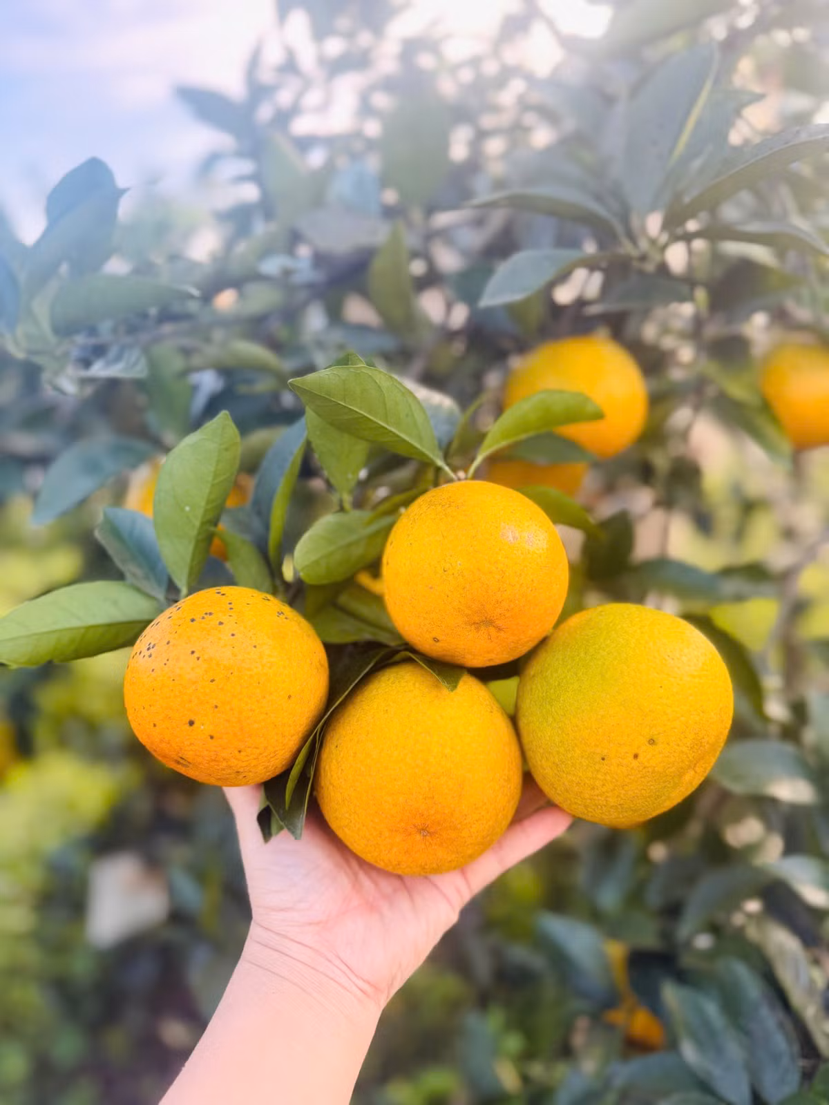 Hiện nay, cam giòn được bán với giá trên 70.000 đồng/kg, loại “tinh hoa” có thể đạt trên 90.000 đồng/kg; cam hồng vàng có giá khoảng 40.000 đồng/kg.