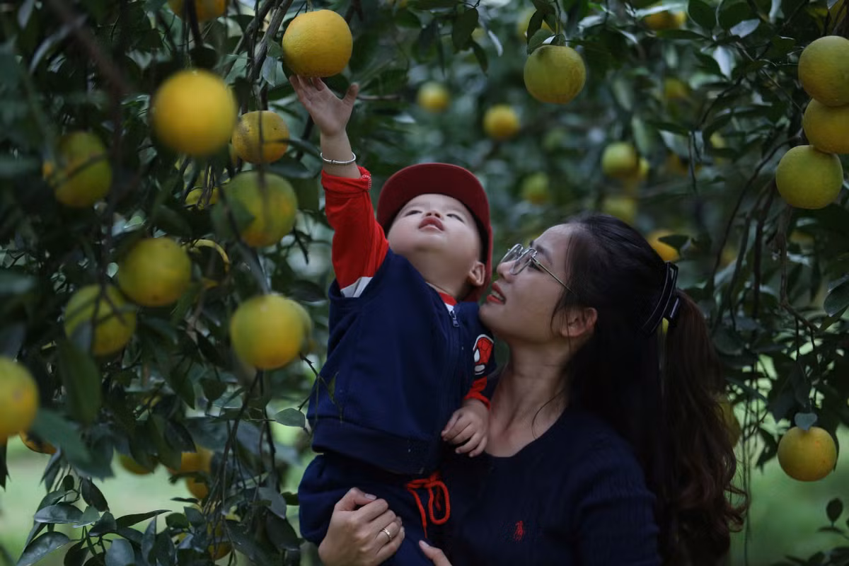 Vườn cam chín rộ thu hút du khách đến tham quan, trải nghiệm, tận hưởng cảm giác thư giãn, hòa mình vào thiên nhiên trong lành, yên bình