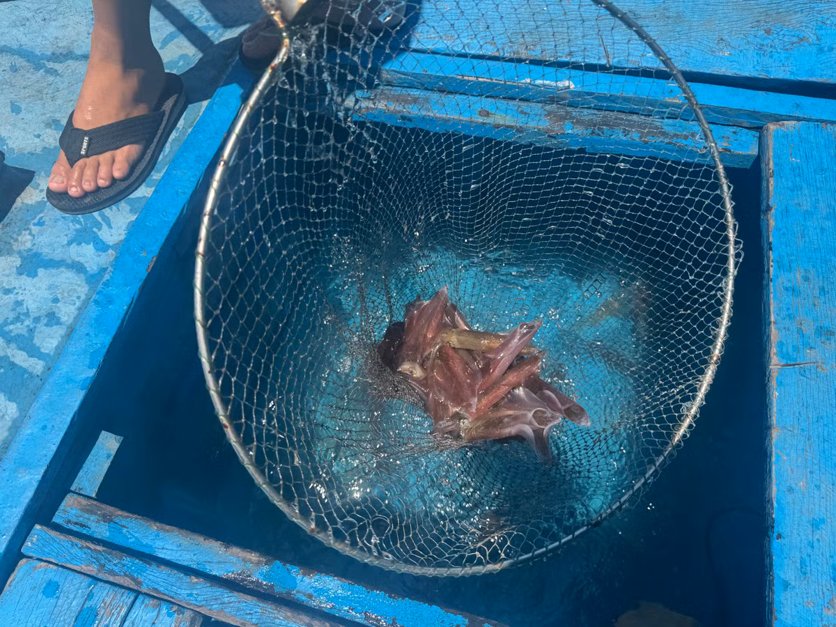 Mùa mực nhảy Vũng Áng bắt đầu từ giữa tháng 2 đến hết tháng 7 âm lịch. Mực nhảy không chỉ nổi tiếng với ngon đặc trưng mà còn được đánh bắt và chế biến theo cách đặc biệt. Mực sẽ được ngư dân đi câu trong đêm, thả nuôi vào các lồng bè.