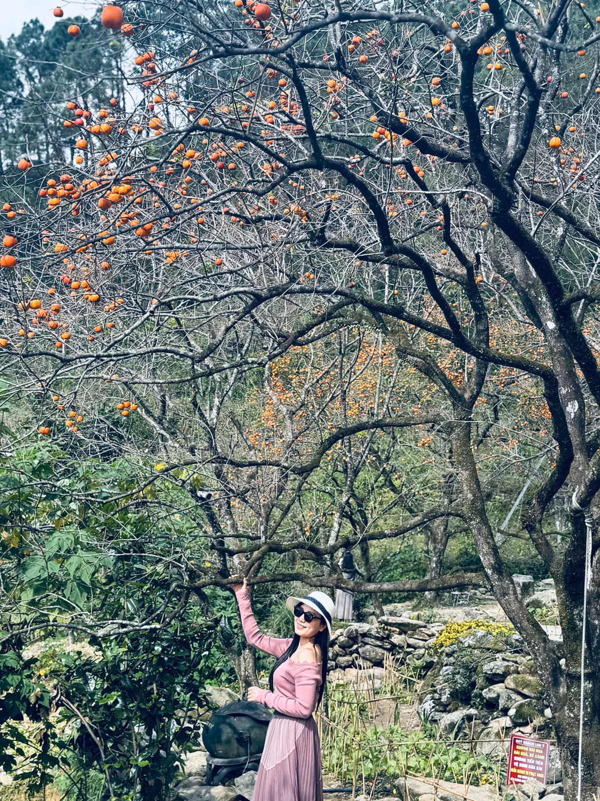 Chị Hải Yến (người Hà Tĩnh) cùng bạn đến vườn hồng Đại Huệ chụp ảnh chia sẻ: "Giá vé vào vườn 40.000 đồng/lượt tôi thấy khá hợp lý. Vườn hồng mang vẻ đẹp hoang sơ, những quả hồng chín đỏ rực nổi bật và đẹp mắt.