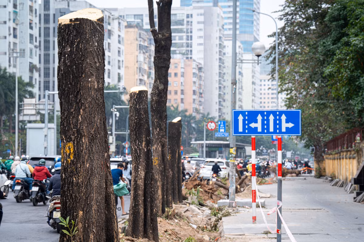 Chiều 24/12, trong phạm vi mở rộng mặt đường Lê Văn Lương và Hoàng Minh Giám, có 52 cây xanh phải chặt hạ hoặc di dời. Những ngày qua, đơn vị thi công đã tiến hành cắt tỉa, chuẩn bị di dời khoảng 40 cây. Riêng hàng cây hoa sữa phải chặt hạ do có đường kính lớn, đã già cỗi, không bảo đảm khả năng sống khi đánh chuyển.