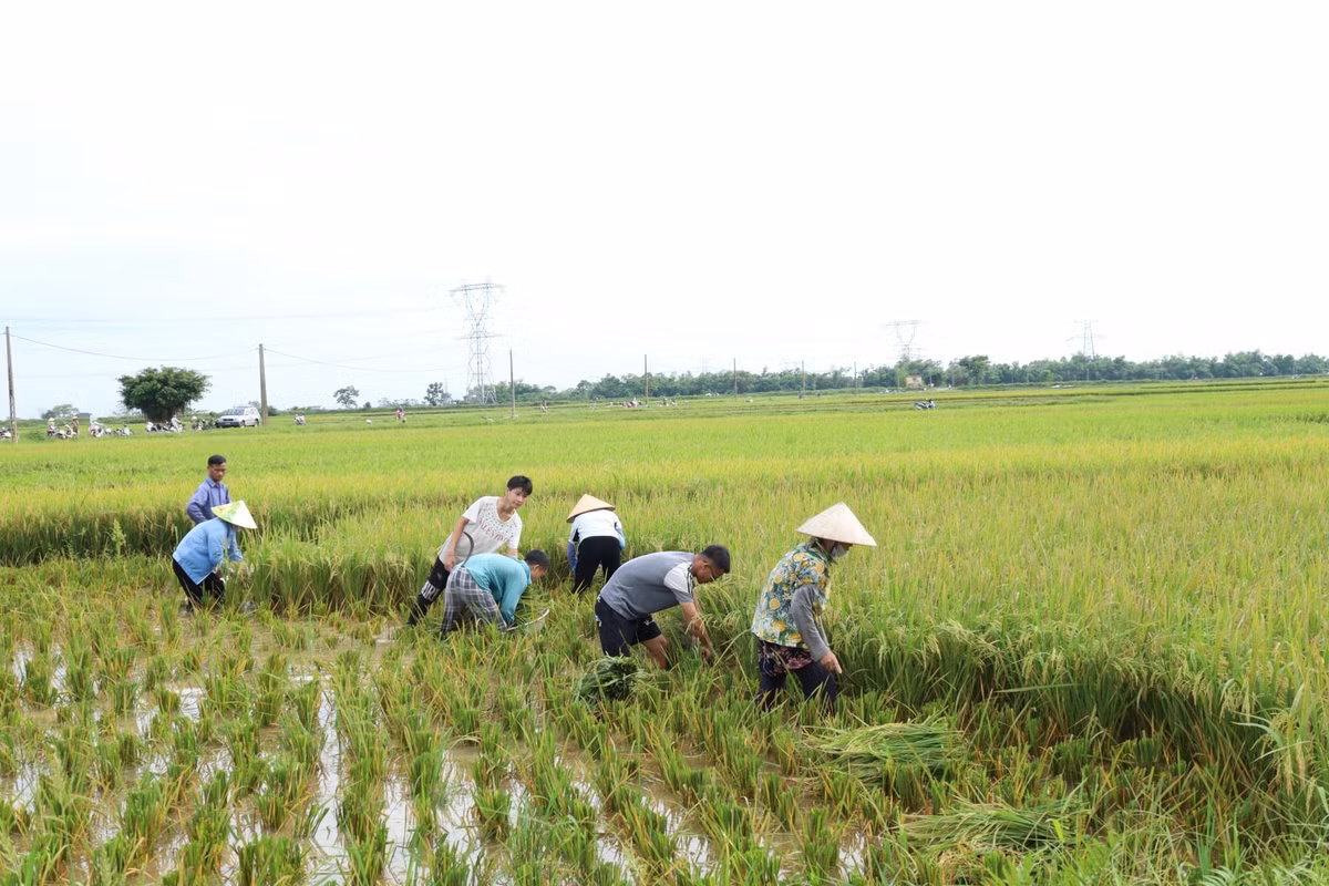 Tận dụng thời tiết ít mưa, nông dân Thủ đô khẩn trương thu hoạch lúa, hoa màu trước khi bước vào đợt mưa mới. Ảnh: Kim Nhuệ