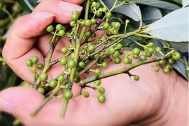 Người tiêu dùng săn đón loại sả rừng đắt đỏ về làm gia vị