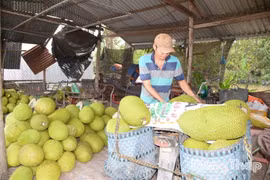 Giá mít Thái và mít ruột đỏ tại miền Tây tăng vọt
