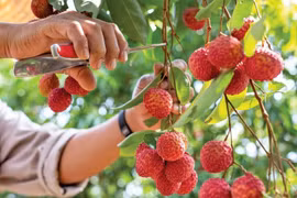 Giá vải thiều chính vụ chạm đỉnh, mở rộng đường xuất khẩu quốc tế