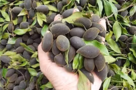 Đặc sản quả xay nhung miền Trung, từ thức quà rừng đến mặt hàng đắt khách