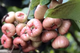 Từ trái cây bình dân quả roi Việt Nam trở thành mặt hàng xuất khẩu cao cấp