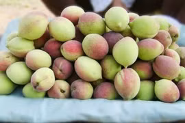 Đào mèo Sơn La đắt hàng khi bước vào chính vụ