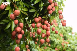 Mùa vải Bắc Ninh mất mùa sản lượng nhưng trúng đậm doanh thu