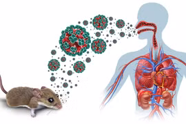 Bộ Y tế khuyến cáo phòng bệnh do virus Hanta
