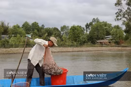 Nuôi cá kèo trái vụ, nông dân Cà Mau trúng đậm đợt giá kỷ lục